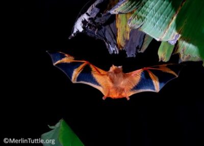 painted woolly bat with wings outstretched